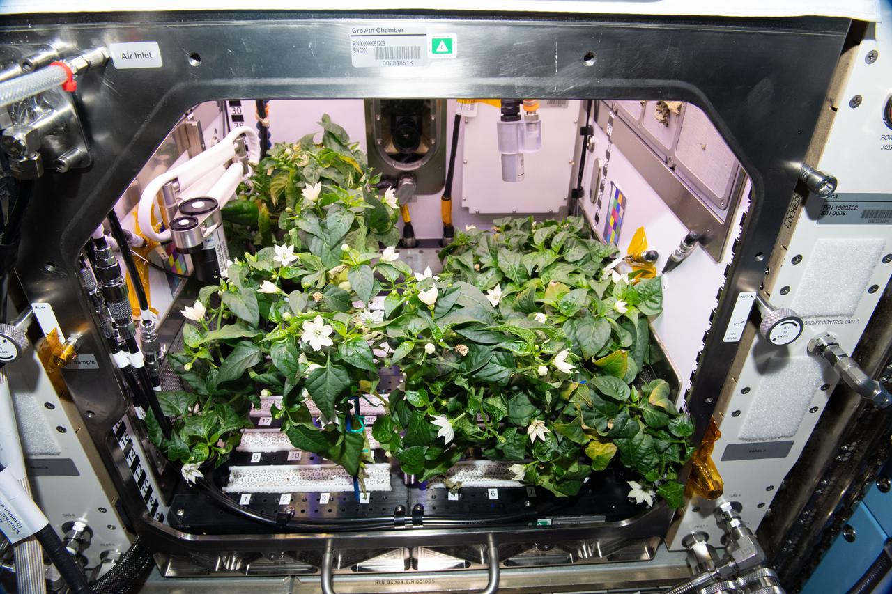 Automatisierte Mini-Labore auf der ISS erweitern Forschungsmöglichkeiten